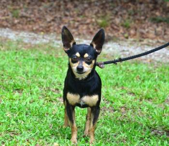 Asher -  Chihuahua Dog for Adoption in Willingboro, New Jersey - Asher | PetCurious
