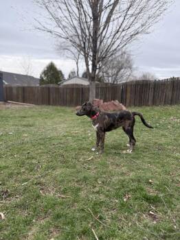 Catahoula Leopard Dog Dogs Available for Adoption - Pansy Posy | PetCurious