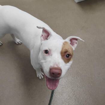 Nightingale -  Terrier Dog for Adoption in Corpus Christi, Texas - Nightingale | PetCurious