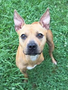 MISSY -  Pit Bull Terrier and Mixed Breed Dog for Adoption in Tulsa, Oklahoma - MISSY | PetCurious