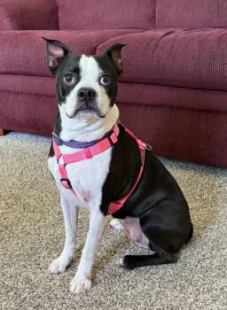 Angel in IA -  Boston Terrier Dog for Adoption - Angel In IA | PetCurious