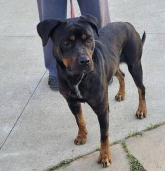 Rescue Rottweiler Dogs for Adoption in Polk, Ohio - Nana | PetCurious