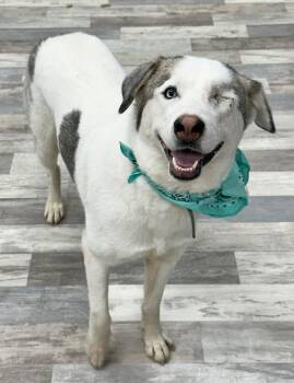 Elsa -  Australian Shepherd Dog for Adoption in Olympia, Washington - Elsa | PetCurious