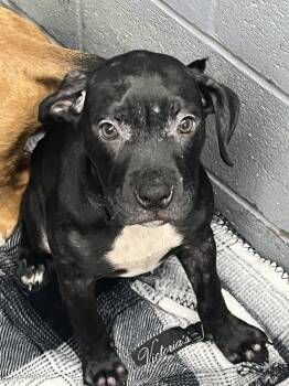 Sugar Plum -  Pit Bull Terrier Dog for Adoption in Evansville, Indiana - Sugar Plum | PetCurious