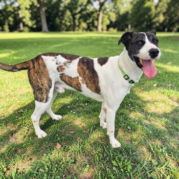 Great Dane Dogs Available for Adoption in Kenedy, Texas - Buck | PetCurious