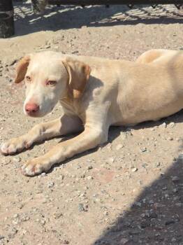 Ceres -  Mixed Breed Dog for Adoption in Georgetown, South Carolina - Ceres | PetCurious