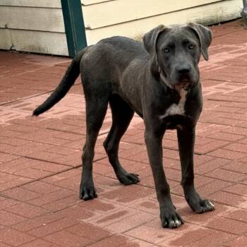 Luna -  Great Dane and Weimaraner Dog for Adoption in Spring, Texas - Luna | PetCurious