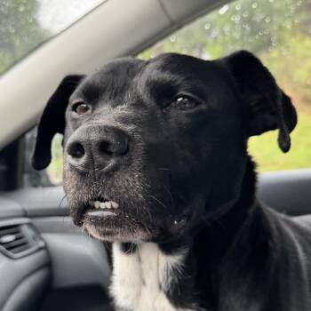 Rescue Labrador Retriever and Terrier Dogs for Adoption in Locust Fork, Alabama - Buddy | PetCurious