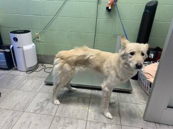 BELLA -  Siberian Husky and Mixed Breed Dog for Adoption in Grand Prairie, Texas - BELLA | PetCurious