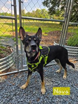 Nova -  German Shepherd Dog and Alaskan Malamute Dog for Adoption in Albemarle, North Carolina - Nova | PetCurious