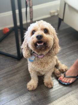 Emma -  Cockapoo Dog for Adoption in Mahwah, New Jersey - Emma | PetCurious