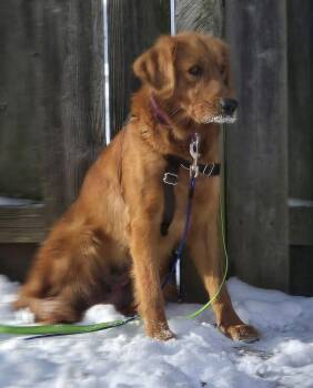 Golden Retriever Dogs Available for Adoption - Pheasant Aka Phessy | PetCurious
