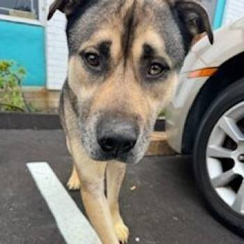German Shepherd Dog and Husky Dogs Available for Adoption in St. Louis, Missouri - Astor | PetCurious