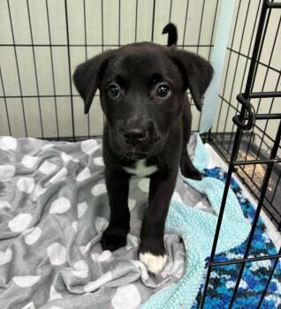 Devinetest / Izzy -  Labrador Retriever and Mixed Breed Dog for Adoption in Broomfield, Colorado - Devinetest / Izzy | PetCurious