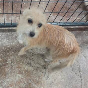 Nellie -  Yorkshire Terrier and Mixed Breed Dog for Adoption in Tulsa, Oklahoma - Nellie | PetCurious