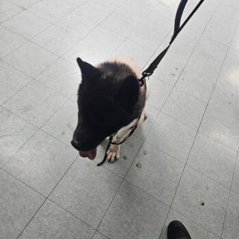 Cash -  Akita Dog for Adoption in Philadelphia, Pennsylvania - Cash | PetCurious