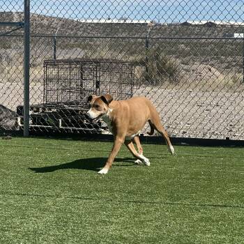 Great Dane and Hound Dogs Available for Adoption - Howdy | PetCurious
