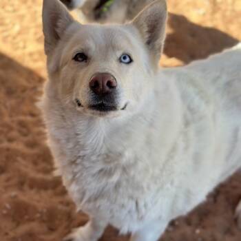 Husky Dogs Available for Adoption in Kanab, Utah - Barbie | PetCurious