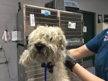 BEAU -  Terrier and Mixed Breed Dog for Adoption in Thousand Palms, California - BEAU | PetCurious