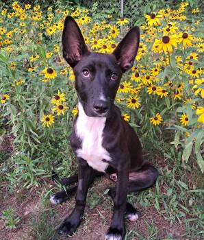 Roxie -  Mixed Breed Dog for Adoption in Grand Rapids, Michigan - Roxie | PetCurious