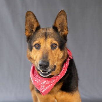 Rescue German Shepherd Dog Dogs for Adoption in Pasadena, California - BIG BOY | PetCurious