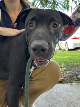 Terrier and Cane Corso Dogs Available for Adoption - Gato | PetCurious