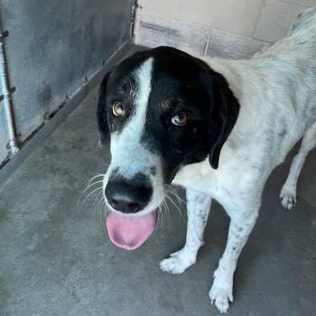 Chris -  Anatolian Shepherd and Mixed Breed Dog for Adoption in Edinburg, Texas - Chris | PetCurious