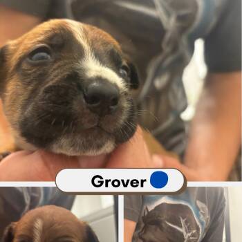 Grover -  Australian Shepherd and American Staffordshire Terrier Dog for Adoption in Phoenix, Arizona - Grover | PetCurious