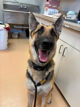 Diego -  German Shepherd Dog Dog for Adoption in Saint Charles, Missouri - Diego | PetCurious