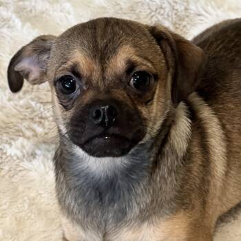 Mixed Breed and Pug Dogs Available for Adoption - Jelly Bean! Sweet Baby!  | PetCurious