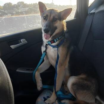 Rescue German Shepherd Dog and Husky Dogs for Adoption in Tulsa, Oklahoma - Snoopy | PetCurious