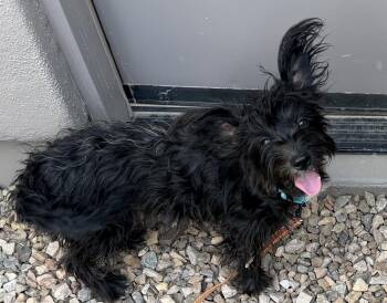Drifter -  Terrier and Yorkshire Terrier Dog for Adoption in Scottsdale, Arizona - Drifter | PetCurious