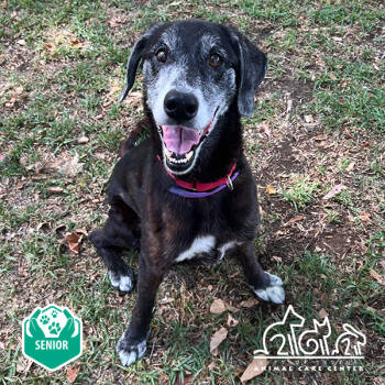 Rescue Labrador Retriever and Mixed Breed Dogs for Adoption in Irvine, California - COLE | PetCurious