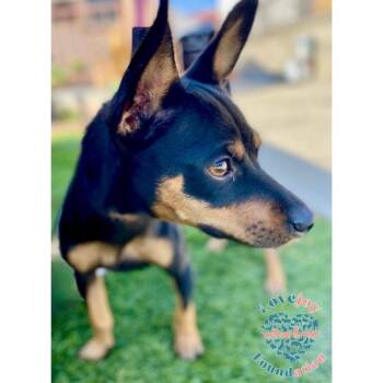 Rescue Miniature Pinscher Dogs for Adoption in Inglewood, California - Rosie | PetCurious