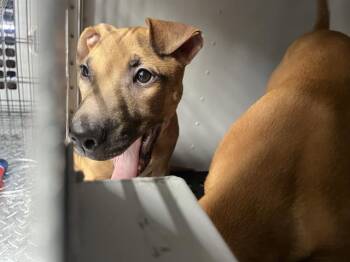Rescue Mixed Breed Dogs for Adoption in Palmetto, Florida - A132481 | PetCurious
