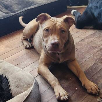 Rescue Mixed Breed Dogs for Adoption in Glenfield, New York - Spike | PetCurious