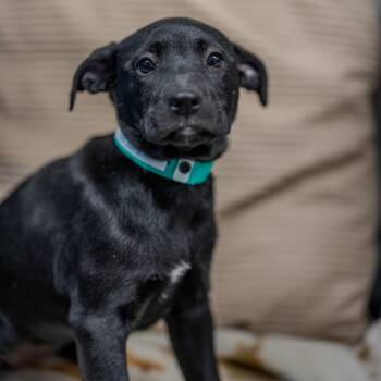 American Bulldog Dogs Available for Adoption - Gia | PetCurious