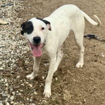 Retriever and Labrador Retriever Dogs Available for Adoption - Timmy | PetCurious