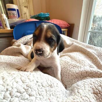 Hound and Mixed Breed Dogs Available for Adoption - Lord John Sterling | PetCurious