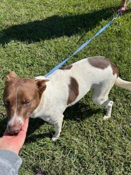 Rescue American Staffordshire Terrier and German Shorthaired Pointer Dogs for Adoption in Hillsboro, Missouri - Fiona | PetCurious