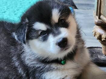 Onyx -  Alaskan Malamute Dog for Sale in Mouth Of Wilson, Virginia - Onyx | PetCurious