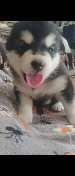 Onyx -  Alaskan Malamute Dog for Sale in Mouth Of Wilson, Virginia - Onyx | PetCurious