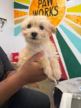 Rosy -  Mixed Breed Dog for Adoption in Thousand Oaks, California - Rosy | PetCurious