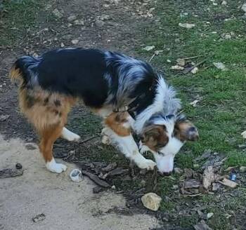 Australian Shepherd Dogs Available for Adoption in Ringwood, Illinois - 1038 Steel | PetCurious