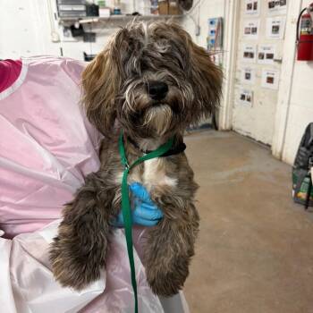 Tony -  Terrier and Shih Tzu Dog for Adoption in Edinburg, Texas - Tony | PetCurious