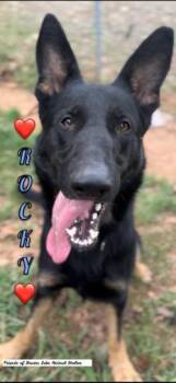 Rescue German Shepherd Dog Dogs for Adoption in Shasta Lake, California - Rocky | PetCurious