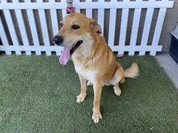 A613533 -  Anatolian Shepherd and Mixed Breed Dog for Adoption in Modesto, California - A613533 | PetCurious