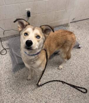 Bee Gee -  Siberian Husky and Mixed Breed Dog for Adoption in Kansas City, Missouri - Bee Gee | PetCurious