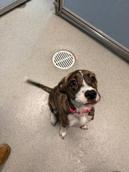 Cookie -  Pit Bull Terrier Dog for Adoption in Bloomington, Indiana - Cookie | PetCurious