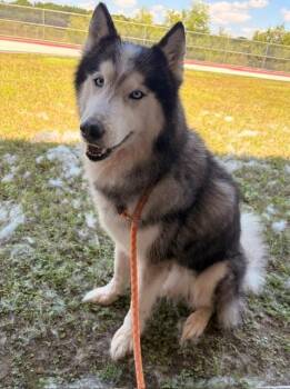 Husky Dogs Available for Adoption in Baytown, Texas - LINUS | PetCurious
